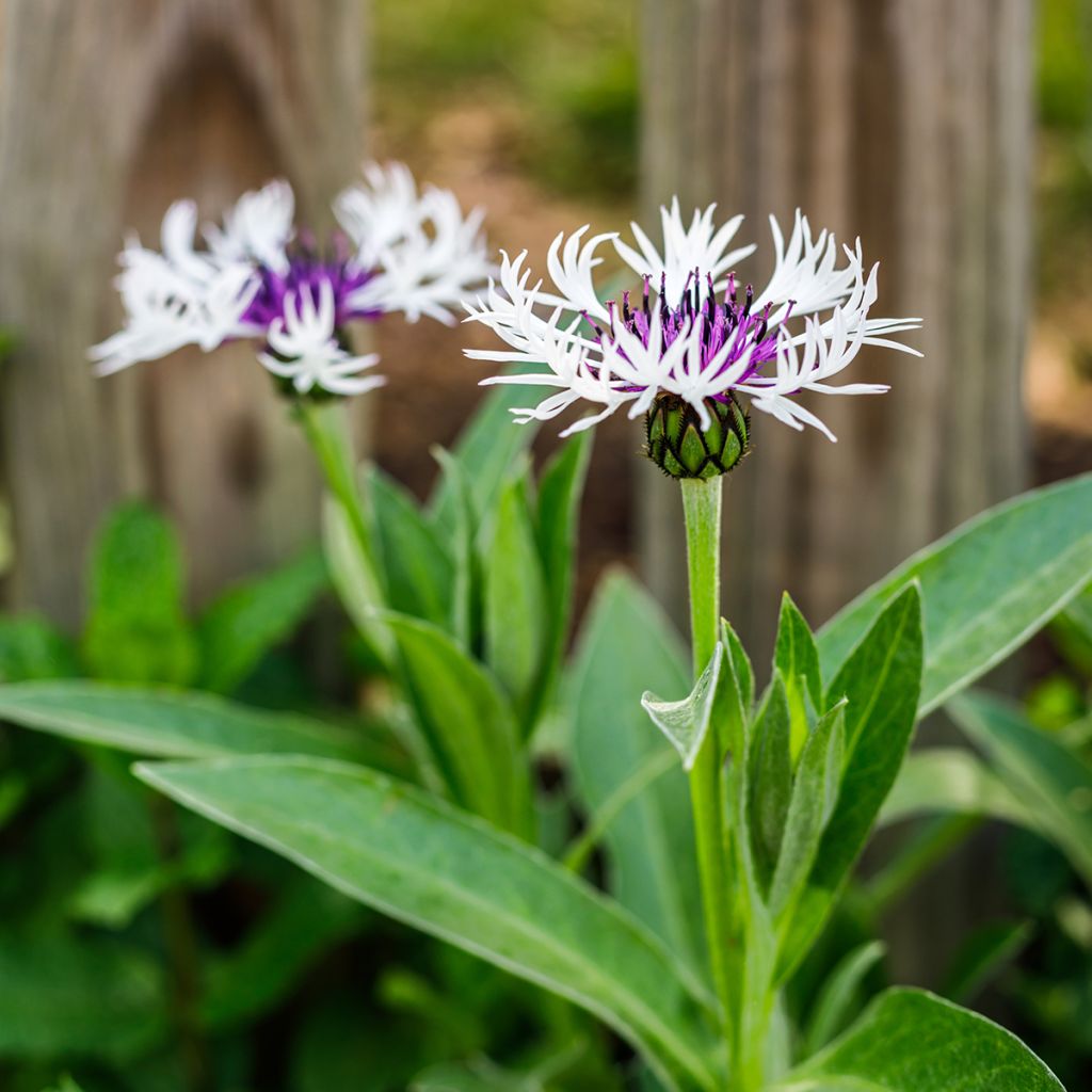 Centaurea montana Amethyst in Snow - Fiordaliso montano