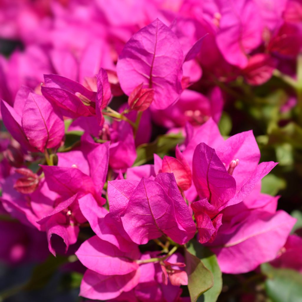 Bougainvillea spectabilis Arancione Condividi le tue foto? Nascondi condivisione immagini Bougainvillea spectabilis Vera Deep Purple