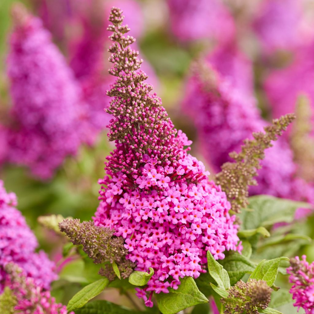 Albero delle farfalle Butterfly Candy Little Cerise