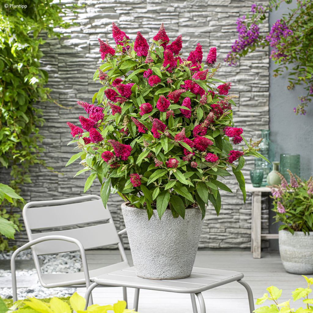 Albero delle farfalle Butterfly Candy Little Ruby