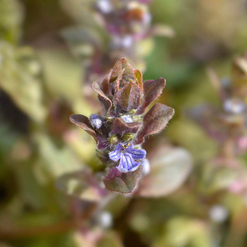 Ajuga reptans Multicolor - Bugola