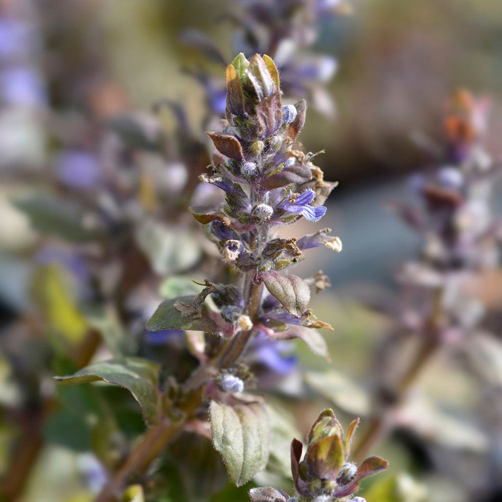 Ajuga reptans Multicolor - Bugola