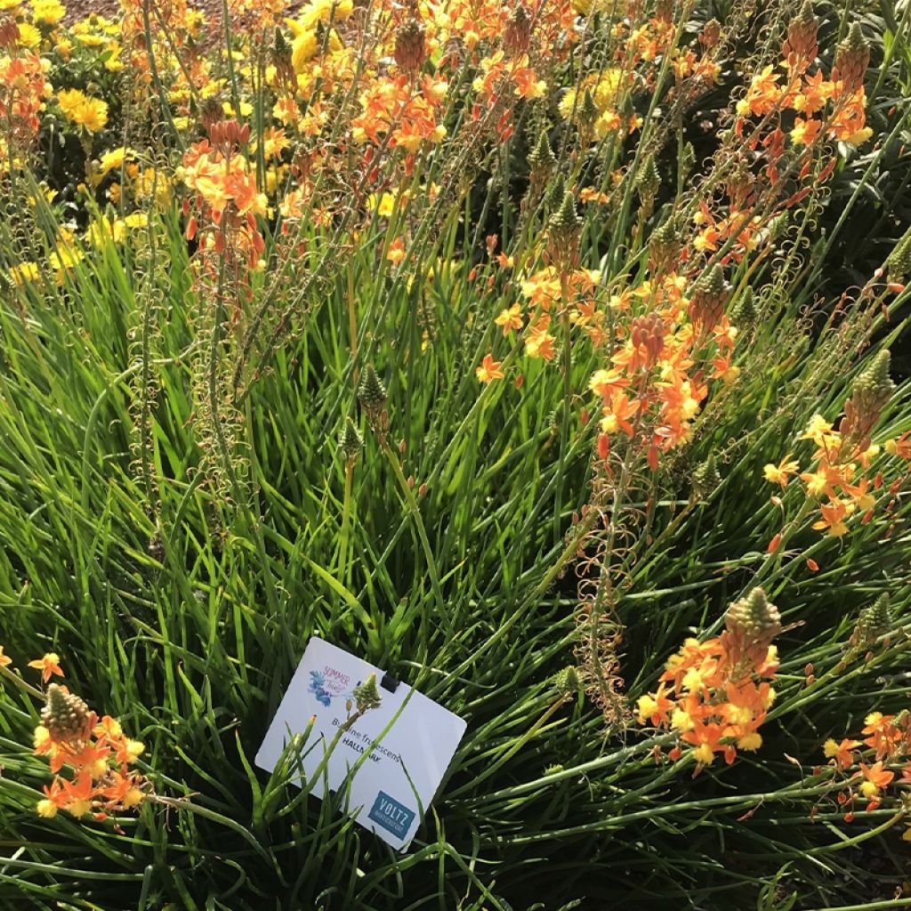 Bulbine frutescens Hallmarck