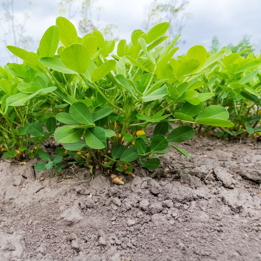 Arachis hypogaea - Arachide