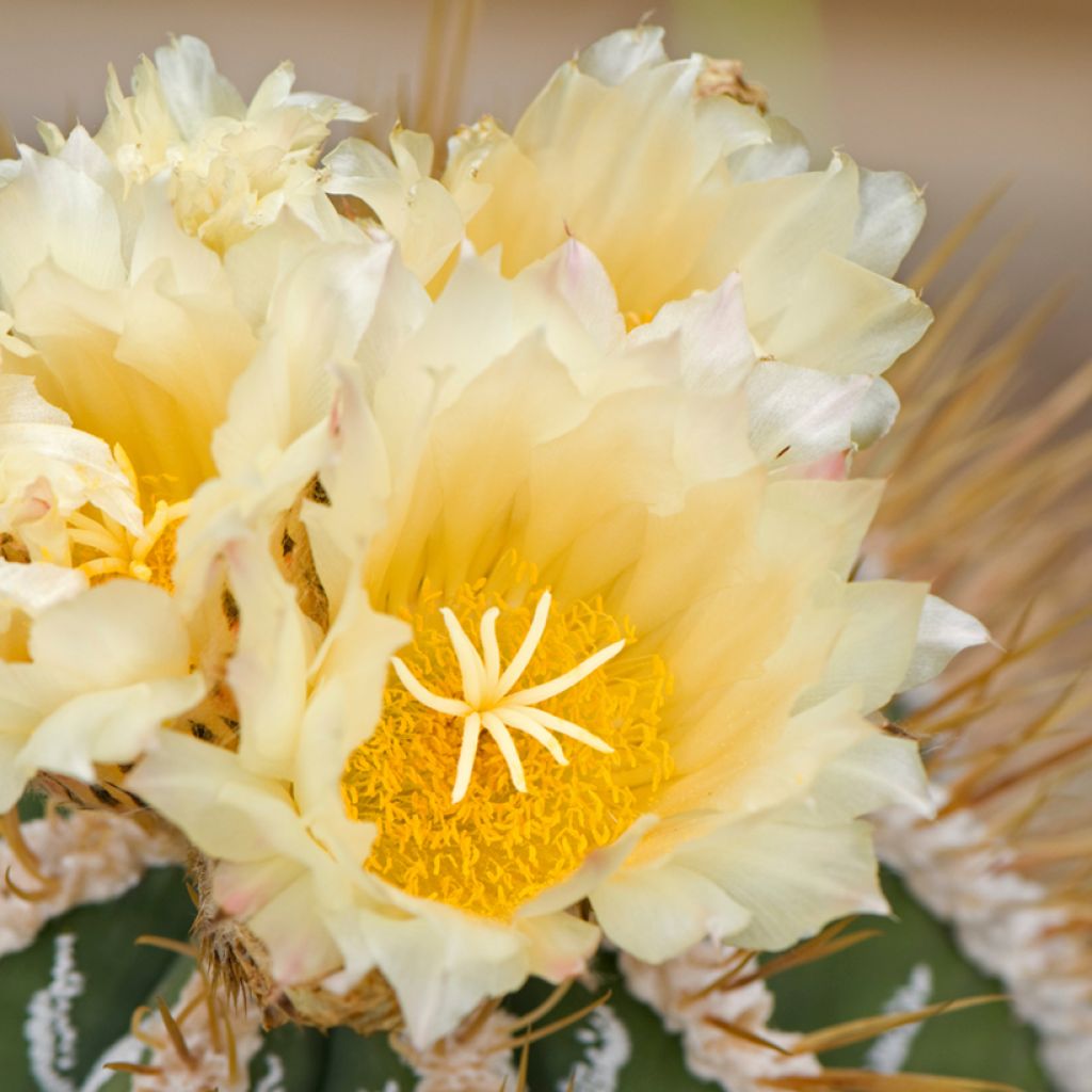 Cactus - Astrophytum ornatum