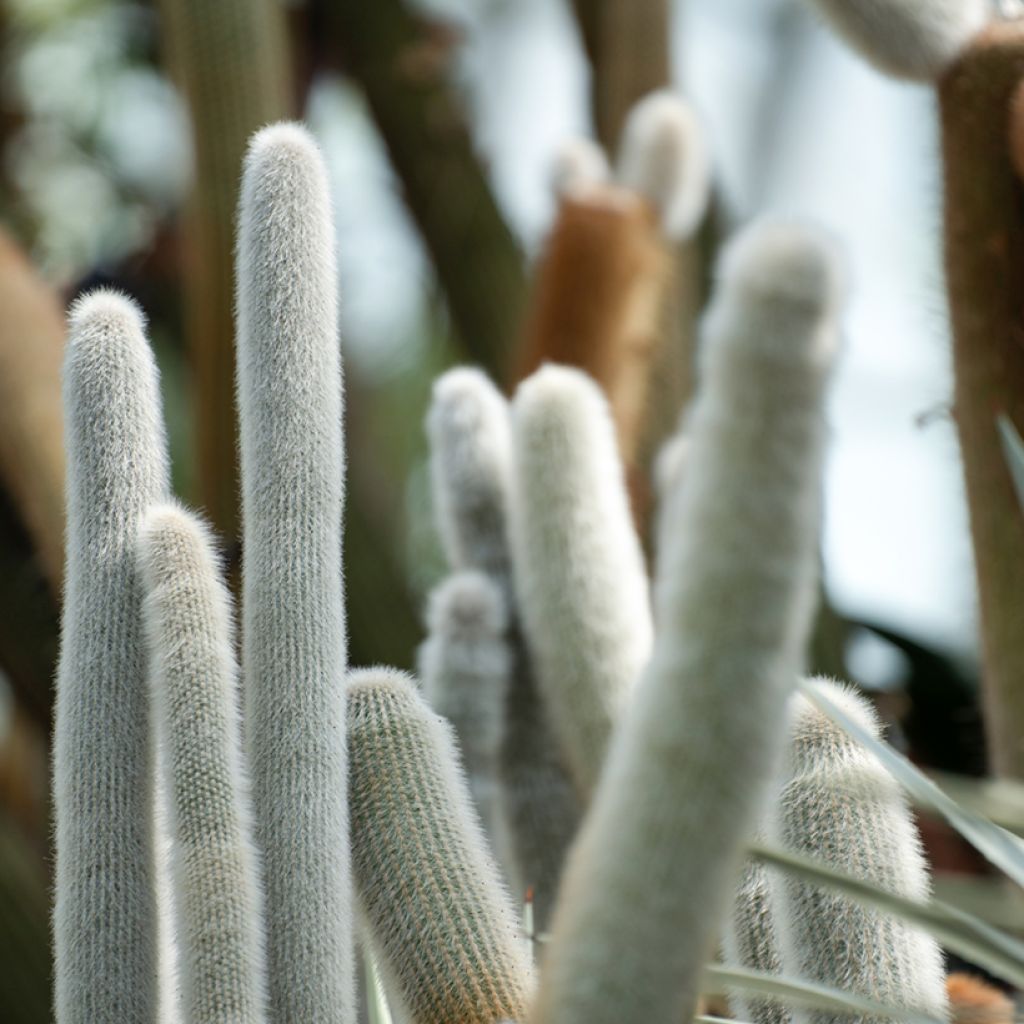 Cleistocactus strausii - Cactus