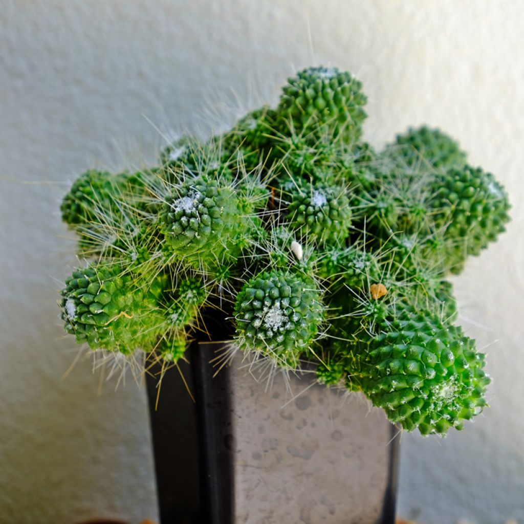 Cactus - Mammillaria Un Pico