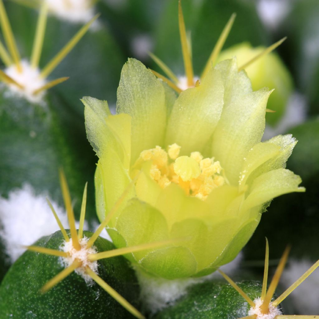 Cactus - Mammillaria marksiana