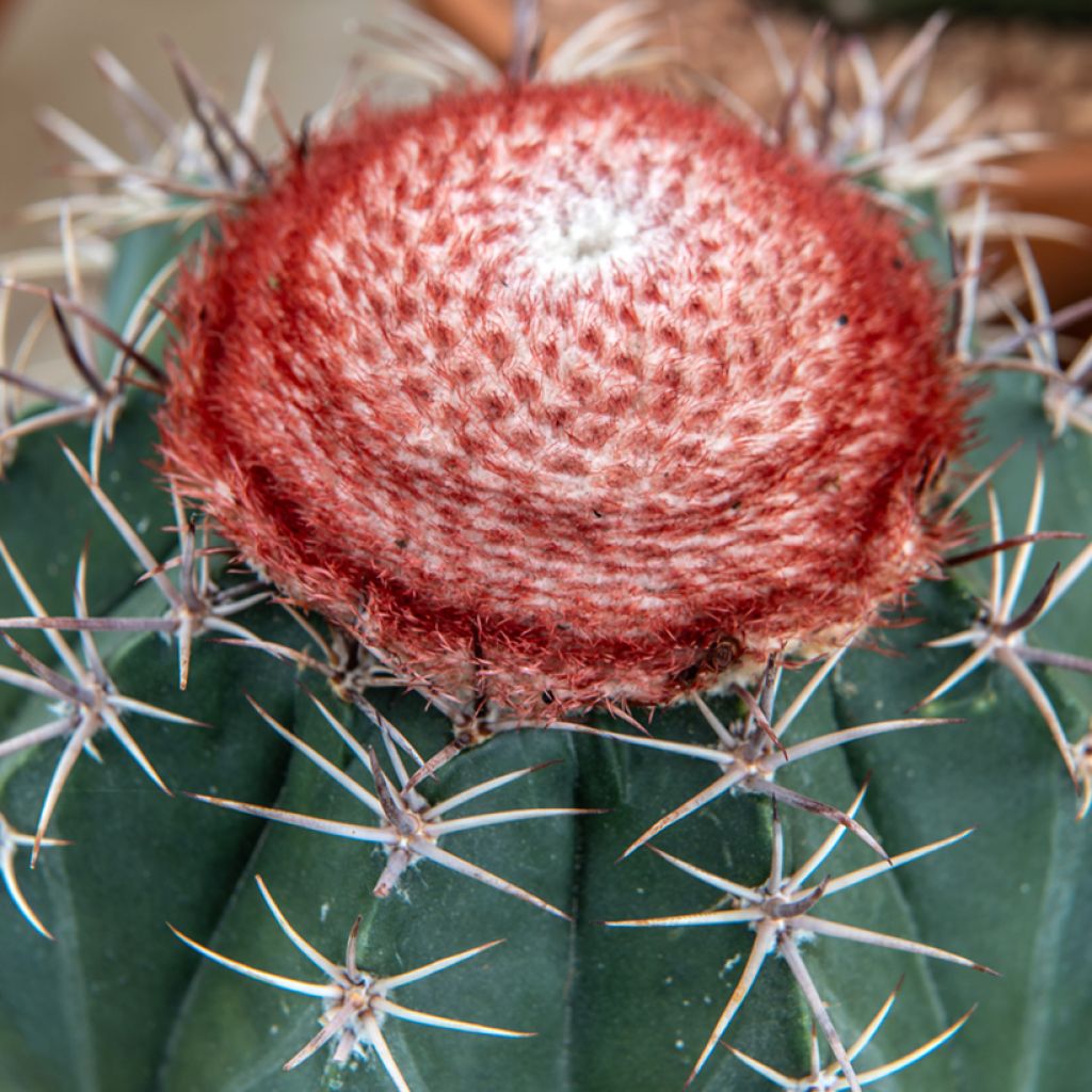 Cactus - Melocactus bahiensis
