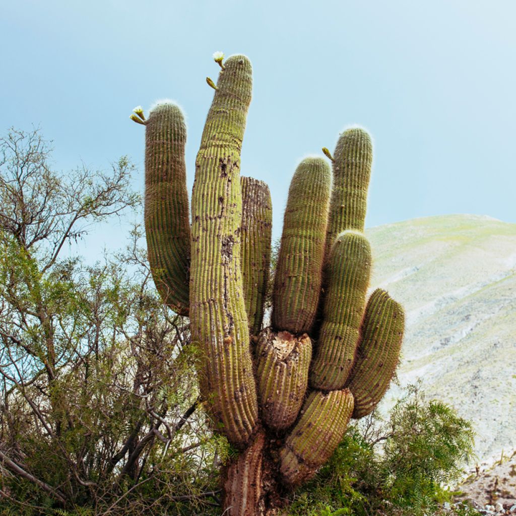Cactus - Pachycereus pringlei