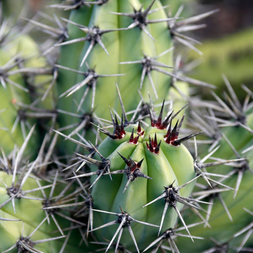 Cactus - Stetsonia coryne