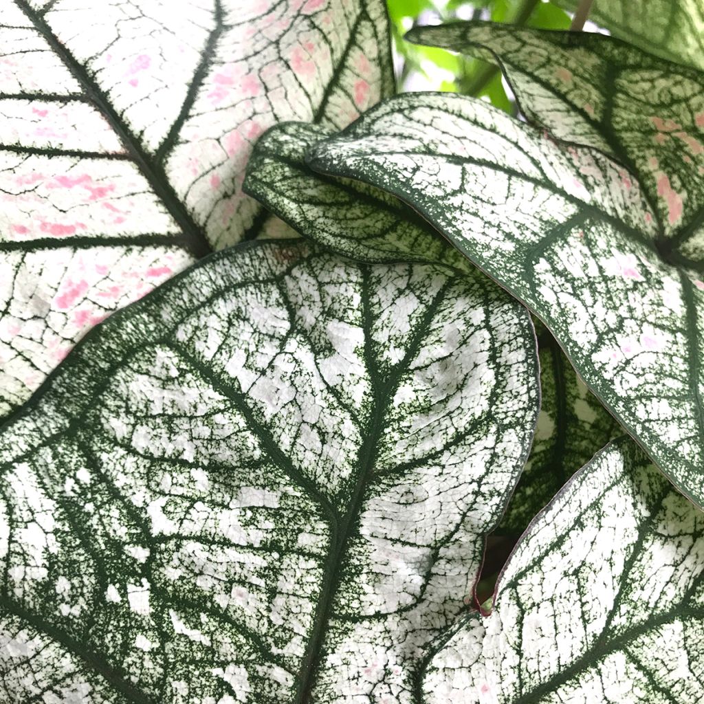 Caladium Pliage - Caladio