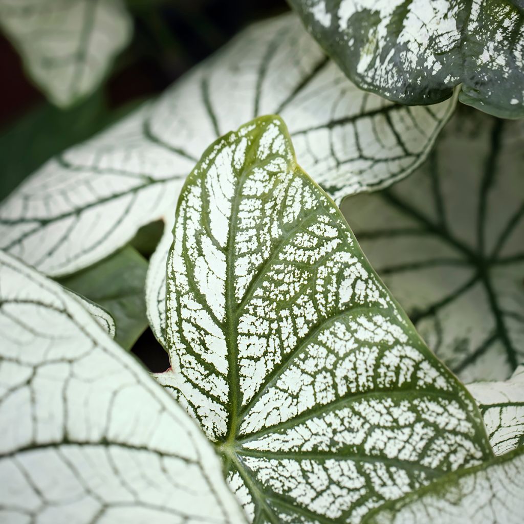 Caladium Pliage - Caladio