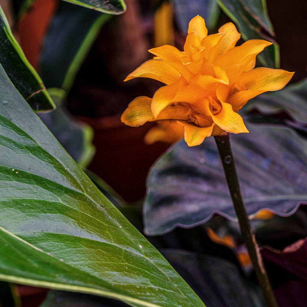Calathea crocata