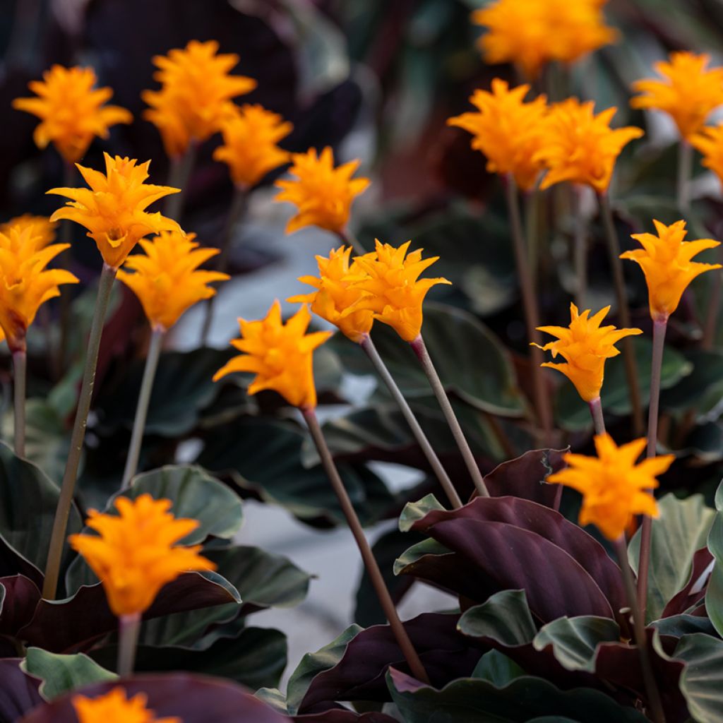 Calathea crocata