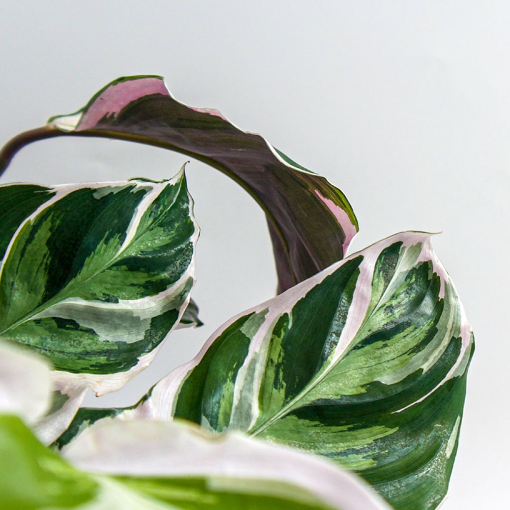 Calathea Fusion White