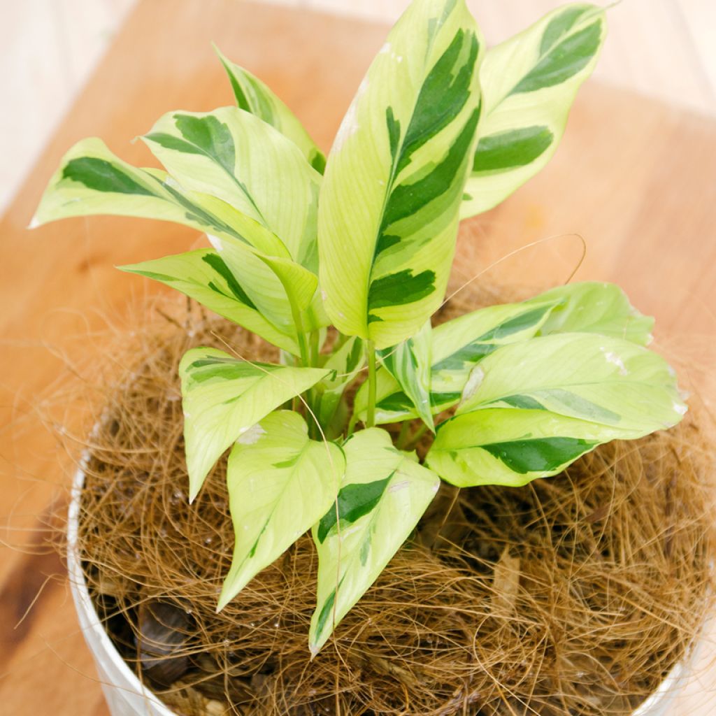 Calathea Yellow Fusion