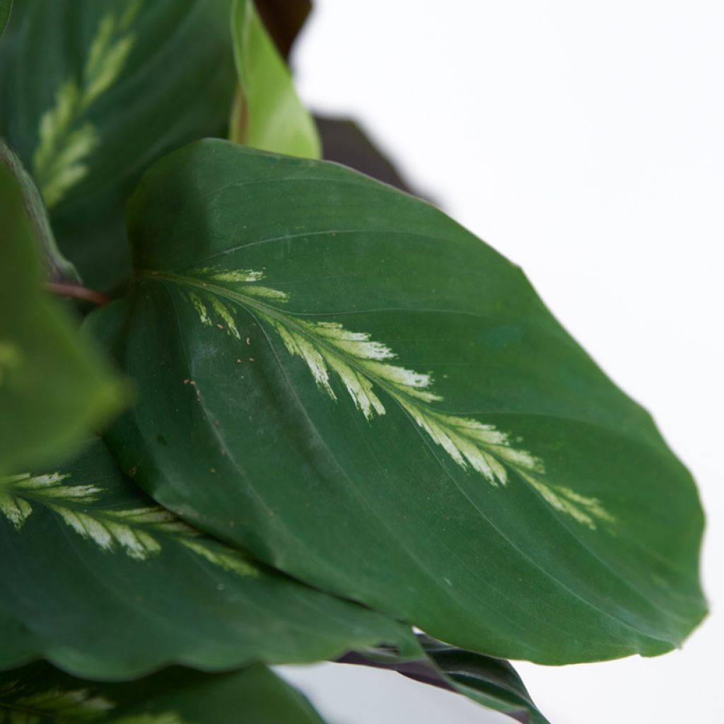Calathea Maui Queen