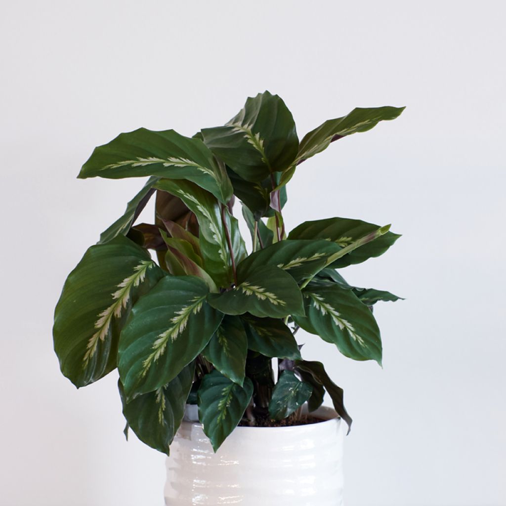 Calathea Maui Queen