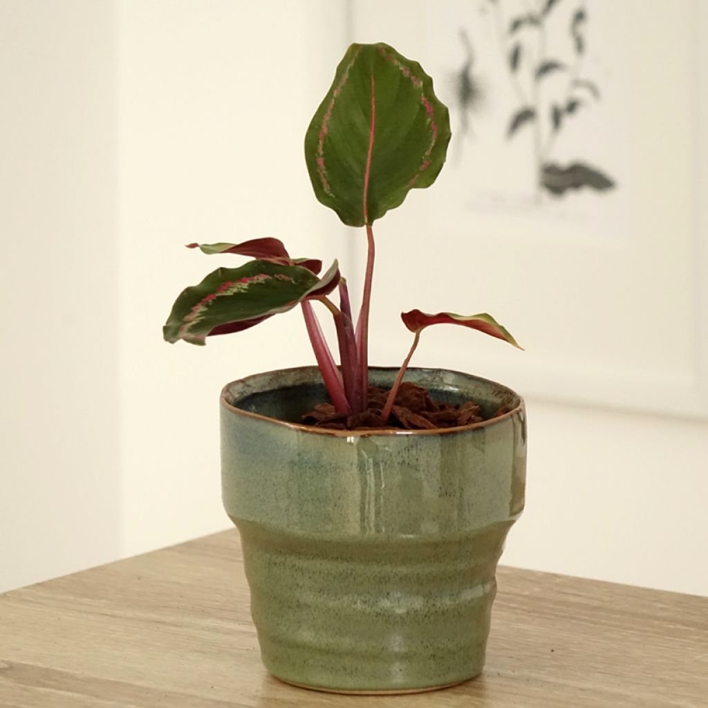 Calathea Medaillon