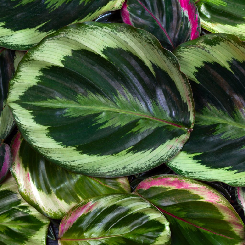 Calathea Medaillon