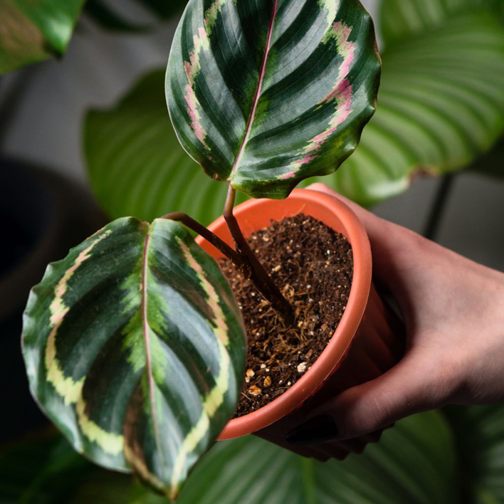 Calathea Medaillon