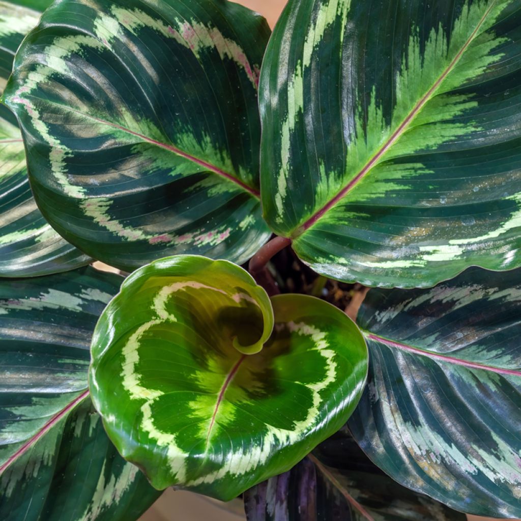 Calathea Medaillon
