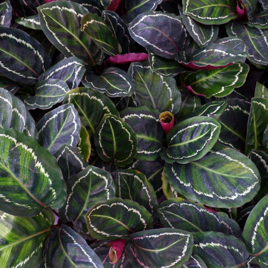 Calathea Medaillon