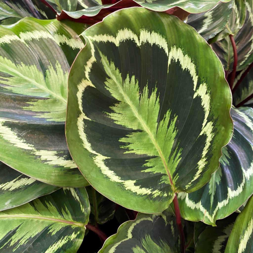 Calathea Medaillon
