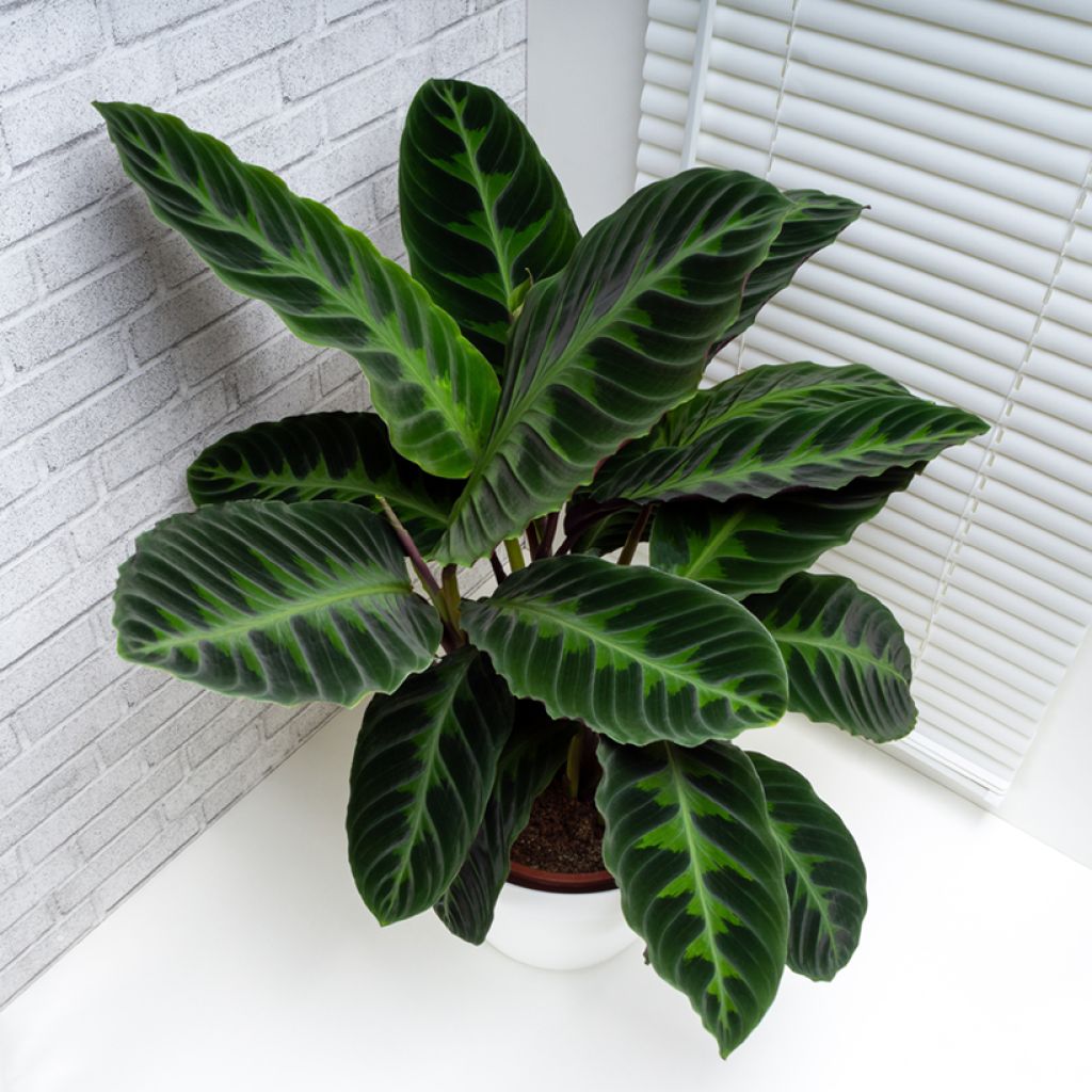 Calathea warscewiczii