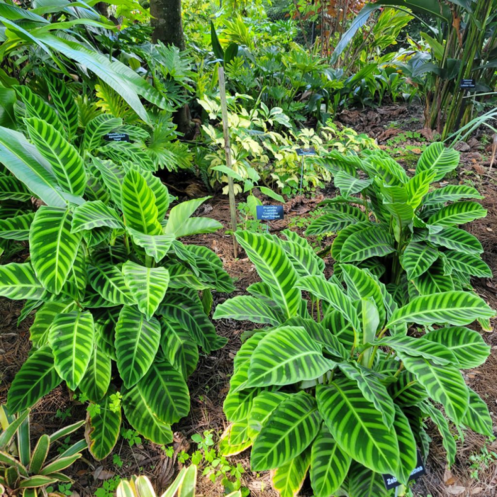 Calathea zebrina