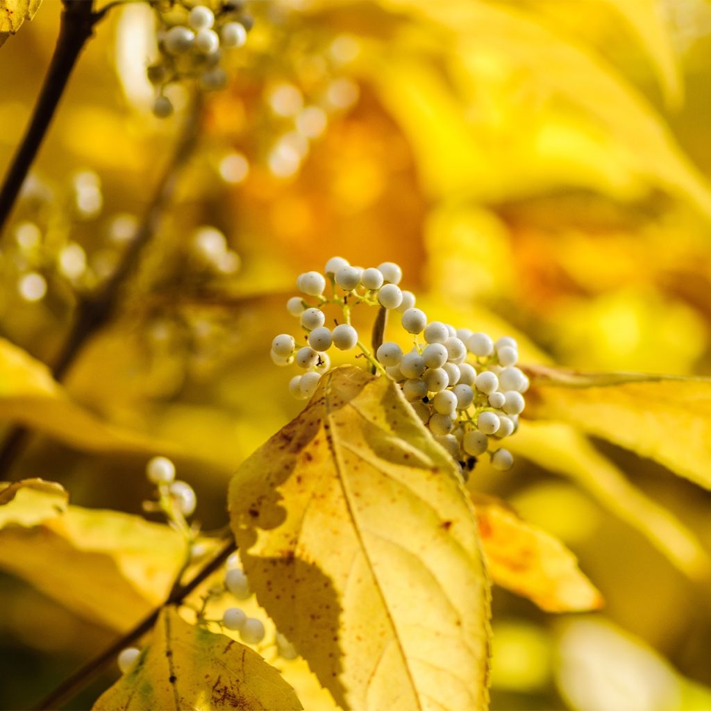 Callicarpa Bodinieri MAGICAL® Snowstar