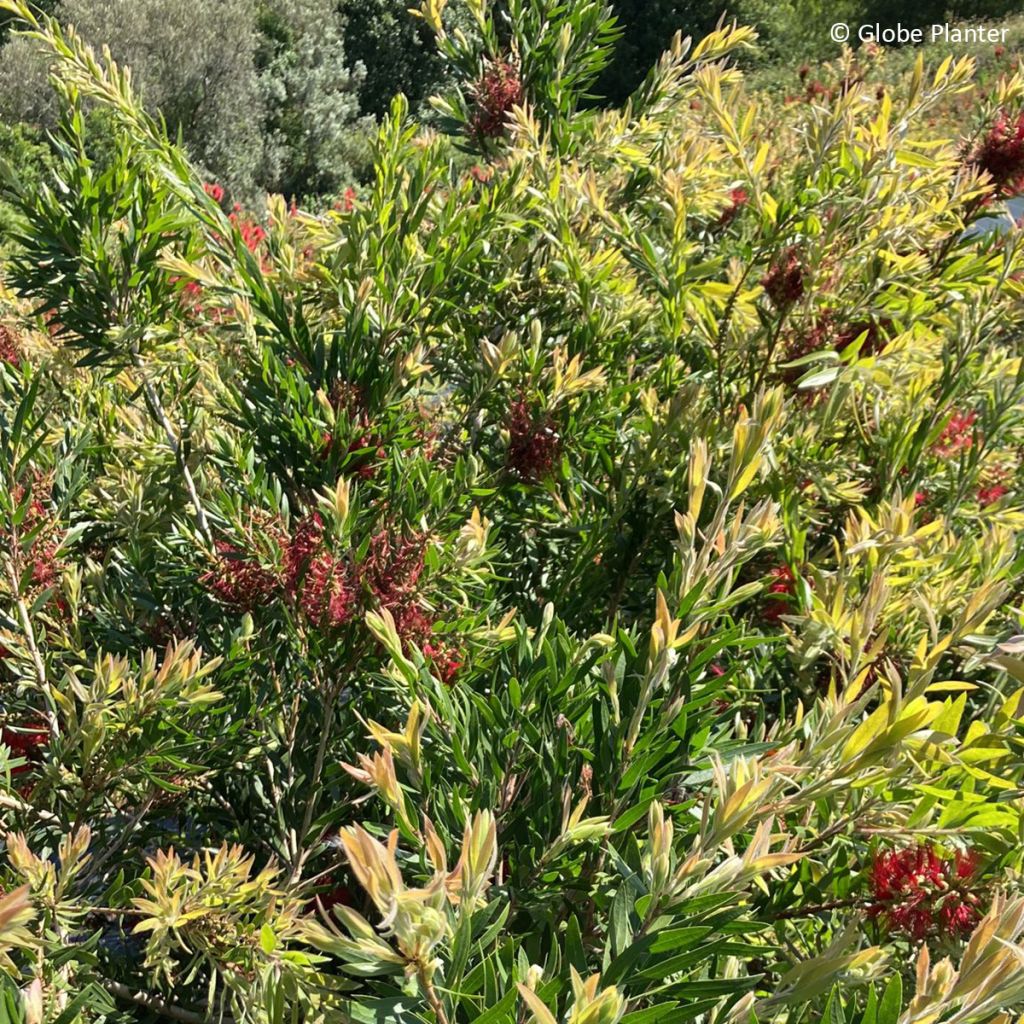 Callistemon Outback Fire - Pianta scovolino