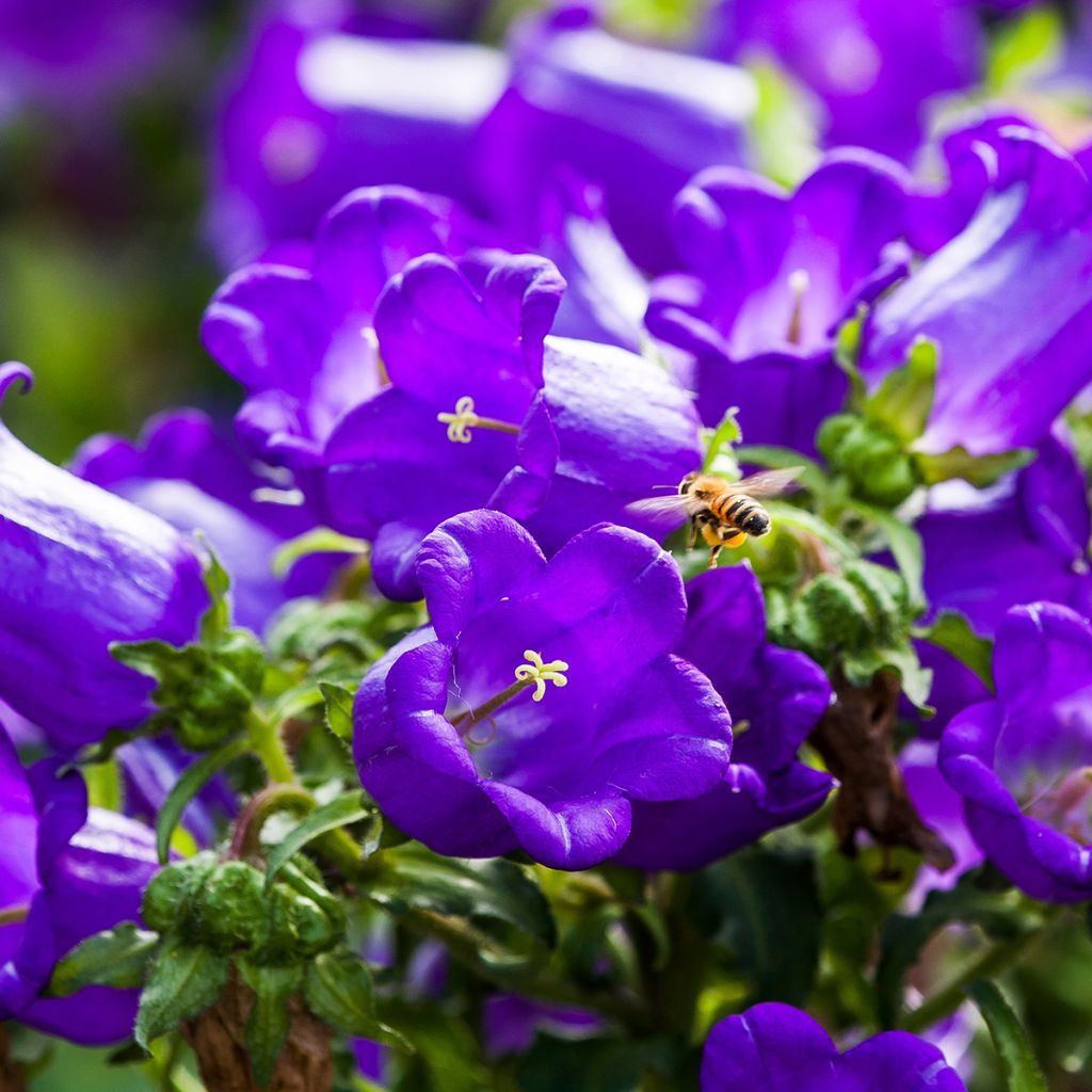 Campanula medium Blue - Campanula toscana