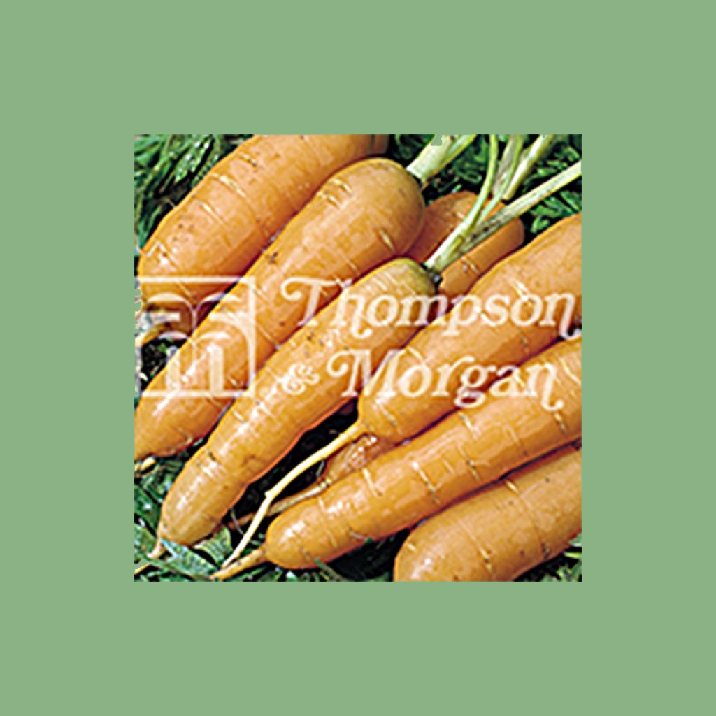 Carota Adelaide F1