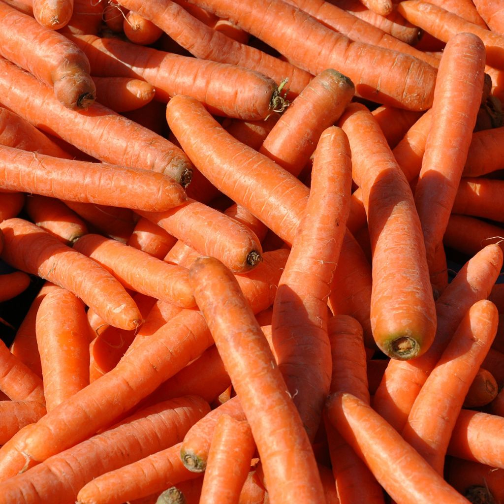 Carota Berlicum 2