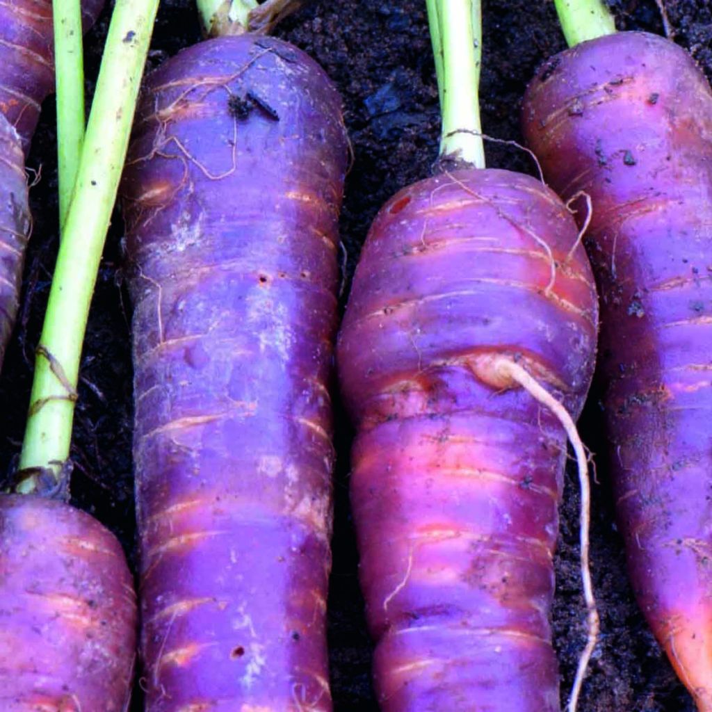 Carotte Cosmic Purple - Daucus carota