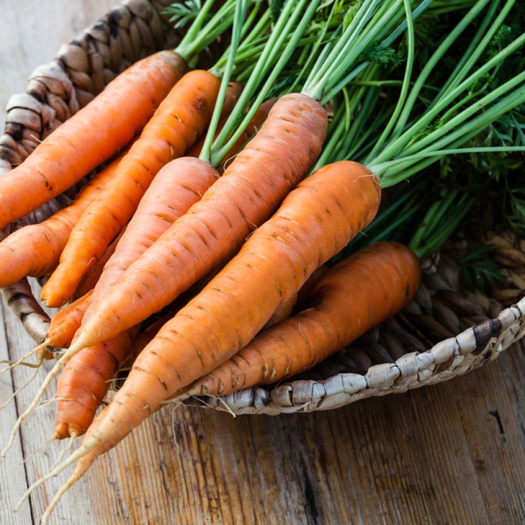 Carota Eskimo