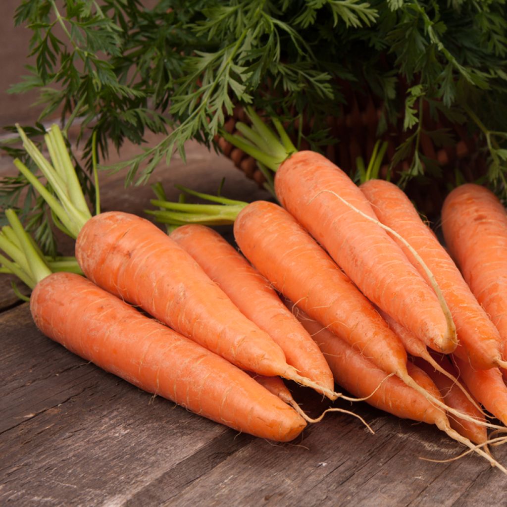 Carota Juwarot