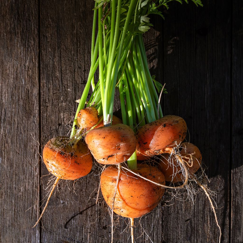 Carota Paris market