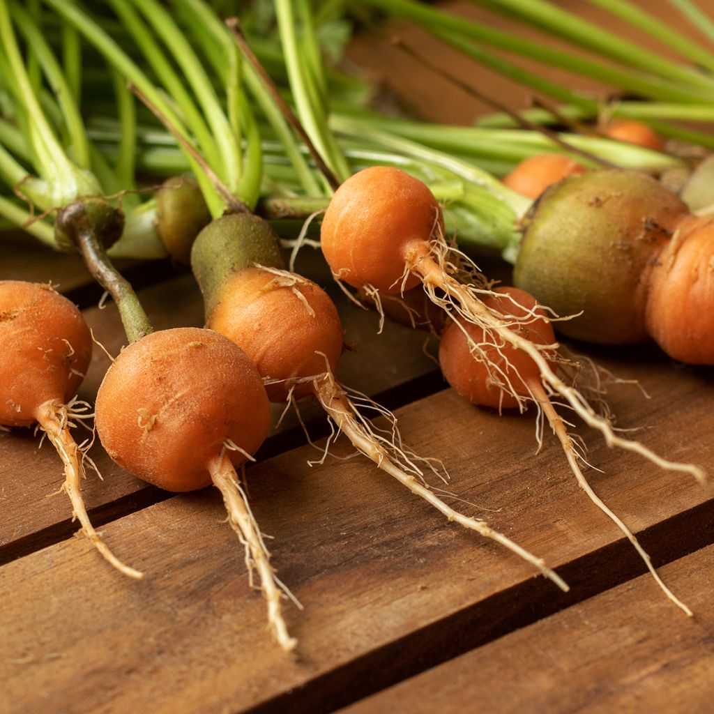 Carota Paris market