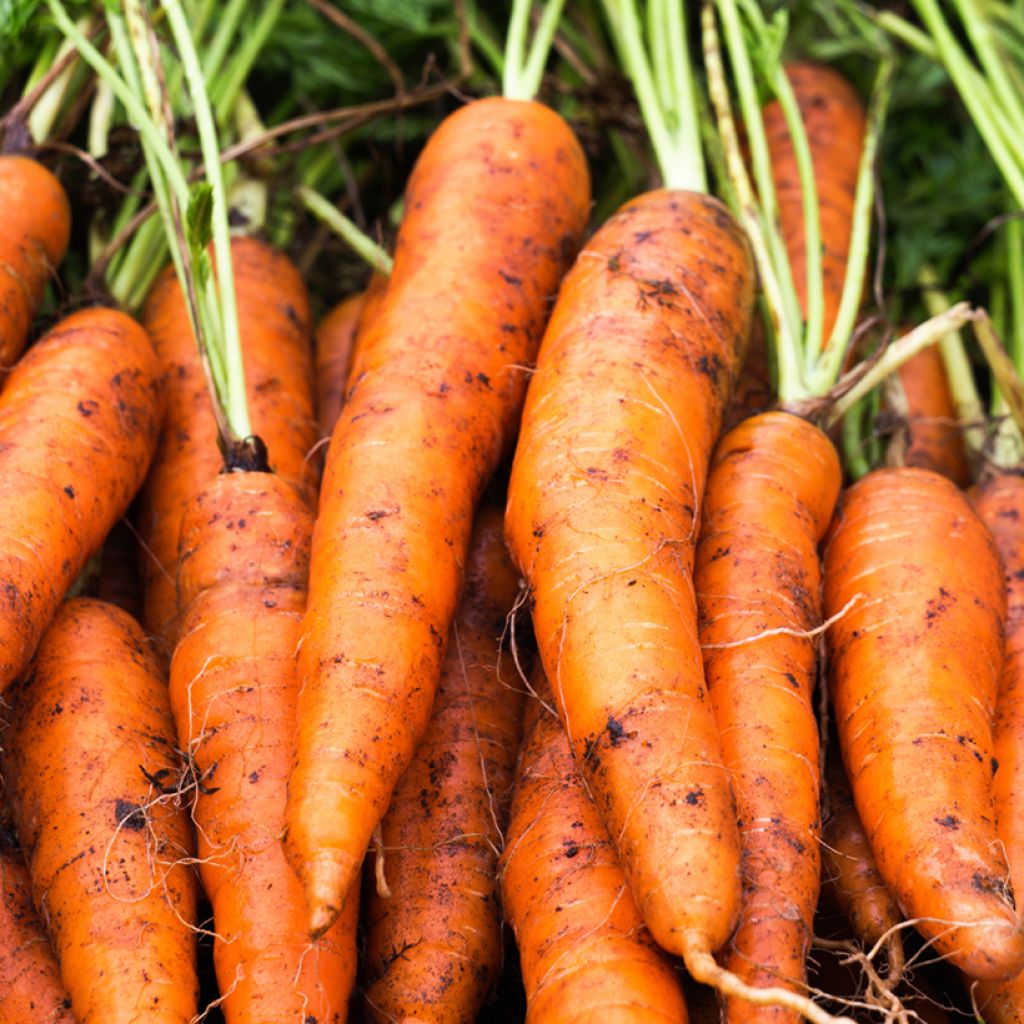 Carota Nandor