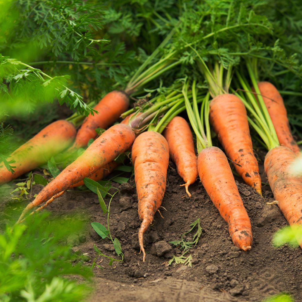 Carota Nantese 2 - Frubund