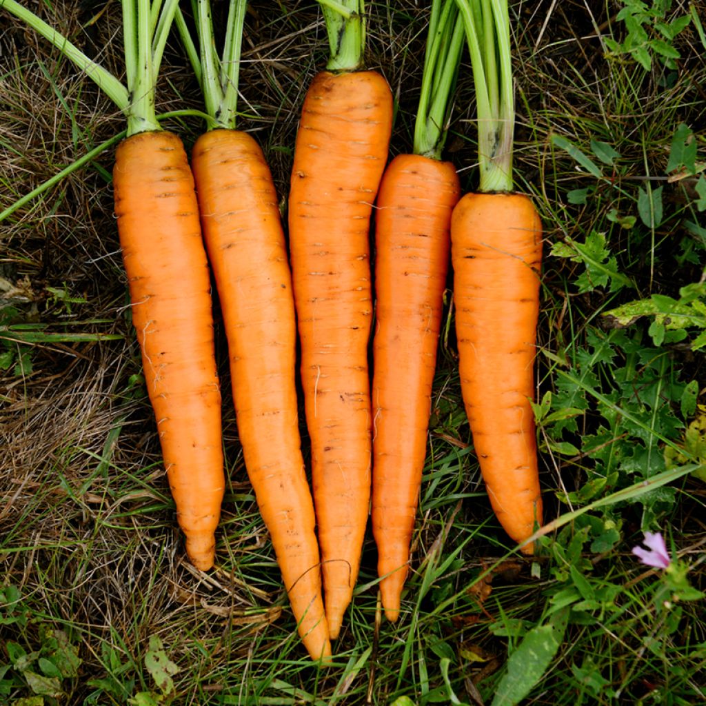 Carota Presto