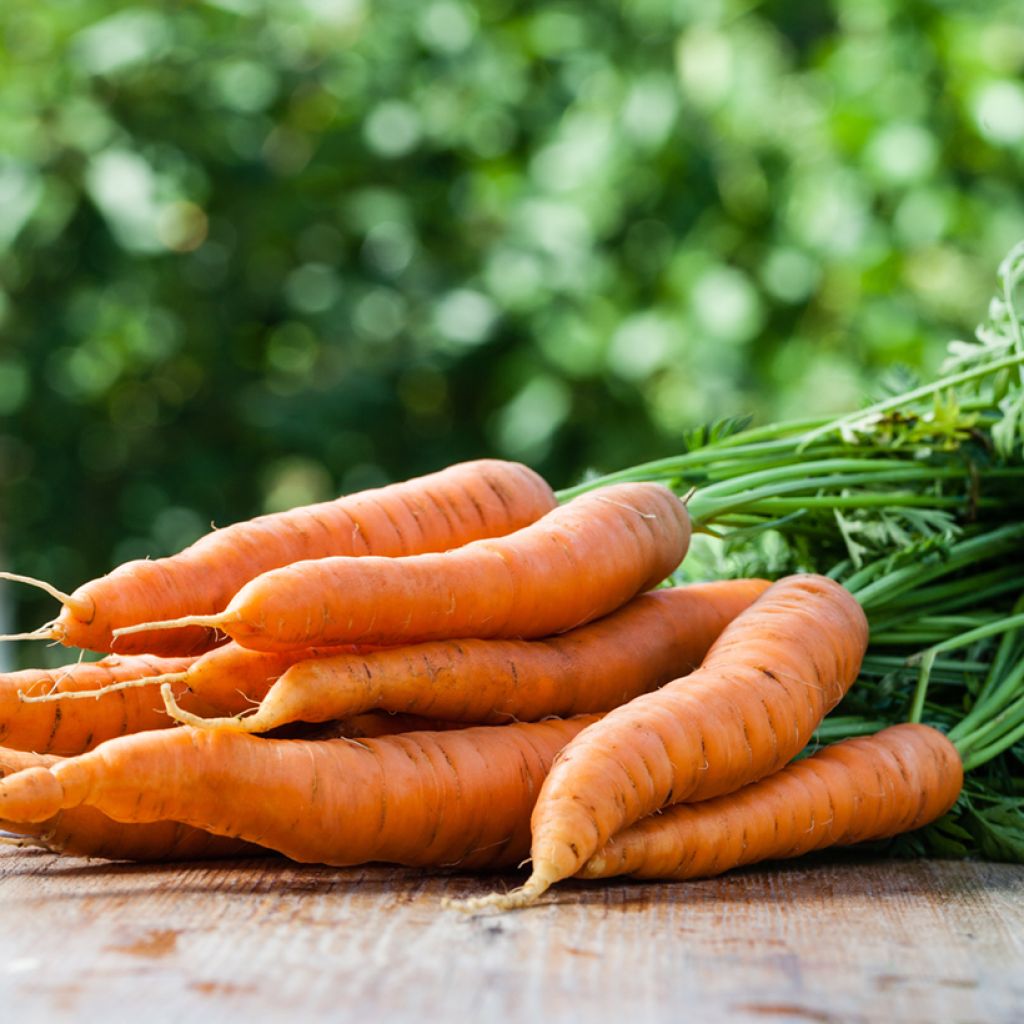 Carota Primo