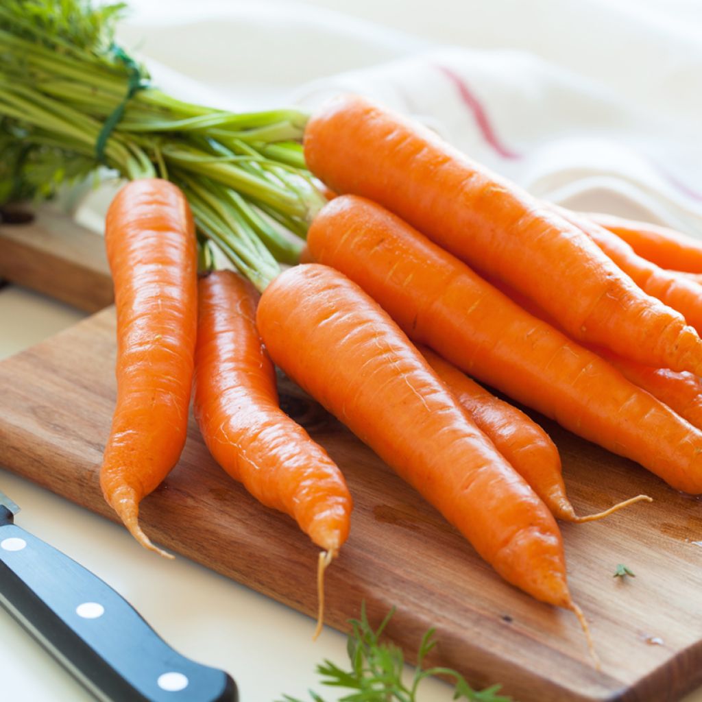 Carota Romance