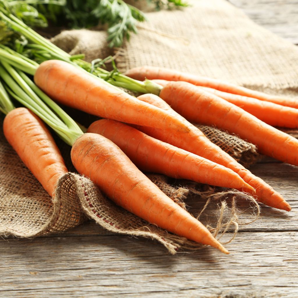 Carota Supreme