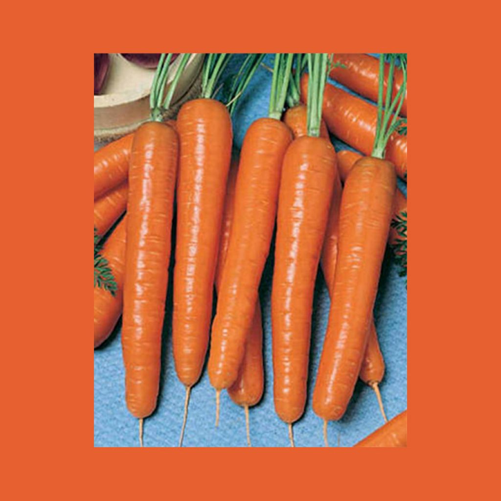 Carota Valor F1