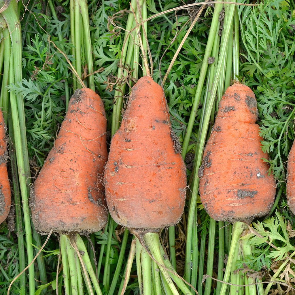 Carota Chantenay a cuore rosso
