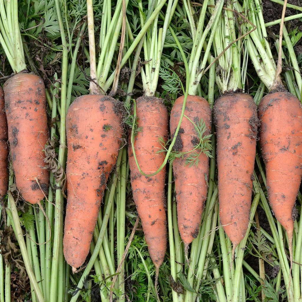 Carota Colmar a cuore rosso